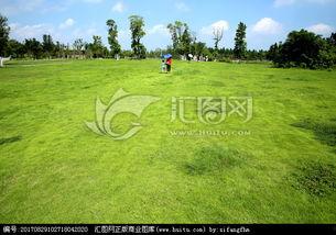 青青青草国产,探寻青青青草国的绿色奇迹